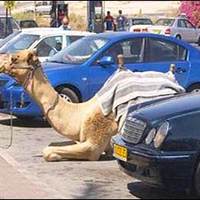 Traditional four hoof drive